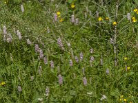 Persicaria bistorta 69, Adderwortel, Saxifraga-Jan van der Straaten