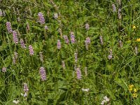 Persicaria bistorta 70, Adderwortel, Saxifraga-Jan van der Straaten