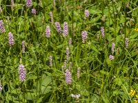 Persicaria bistorta 71, Adderwortel, Saxifraga-Jan van der Straaten