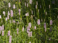 Persicaria bistorta 72, Adderwortel, Saxifraga-Jan van der Straaten
