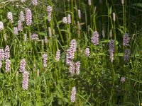 Persicaria bistorta 73, Adderwortel, Saxifraga-Jan van der Straaten