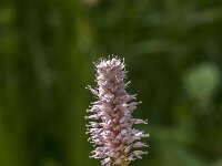 Persicaria bistorta 74, Adderwortel, Saxifraga-Jan van der Straaten