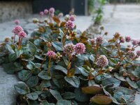 Persicaria capitata 6, Kogelduizendknoop, Saxifraga-Ed Stikvoort
