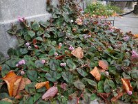 Persicaria capitata 7, Kogelduizendknoop, Saxifraga-Ed Stikvoort