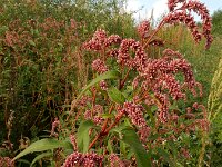 Persicaria lapathifolia 17, Beklierde duizendknoop, Saxifraga-Ed Stikvoort