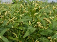 Persicaria lapathifolia 18, Beklierde duizendknoop, Saxifraga-Ed Stikvoort