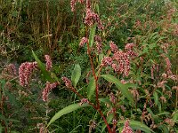 Persicaria lapathifolia 19, Beklierde duizendknoop, Saxifraga-Ed Stikvoort
