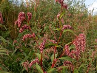 Persicaria lapathifolia 20, Beklierde duizendknoop, Saxifraga-Ed Stikvoort