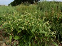 Persicaria lapathifolia 21, Beklierde duizendknoop, Saxifraga-Ed Stikvoort