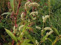 Persicaria lapathifolia 22, Beklierde duizendknoop, Saxifraga-Ed Stikvoort