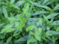 Persicaria lapathifolia ssp brittingeri 5, Saxifraga-Rutger Barendse