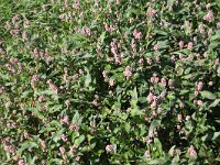 Persicaria maculosa 2, Perzikkruid, Saxifraga-Peter Meininger