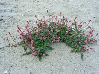 Persicaria maculosa 4, Perzikkruid, Saxifraga-Ed Stikvoort