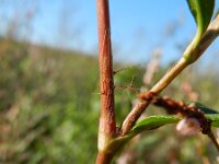 Persicaria maculosa 8, Perzikkruid, Saxifraga-Rutger Barendse