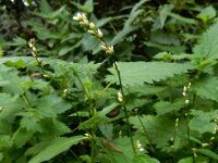 Persicaria mitis 12, Zachte duizendknoop, Saxifraga-Ed Stikvoort