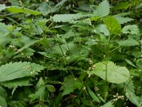 Persicaria mitis 13, Zachte duizendknoop, Saxifraga-Ed Stikvoort