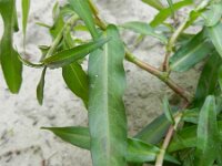 Persicaria mitis 5, Zachte duizendknoop, Saxifraga-Rutger Barendse