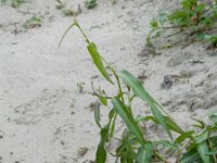 Persicaria mitis 6, Zachte duizendknoop, Saxifraga-Rutger Barendse