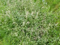 Persicaria mitis 8, Zachte duizendknoop, Saxifraga-Rutger Barendse