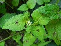 Persicaria nepalensis 6, Saxifraga-Rutger Barendse