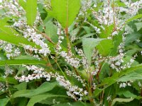 Persicaria wallichii 10, Afghaanse duizendknoop, Saxifraga-Rutger Barendse