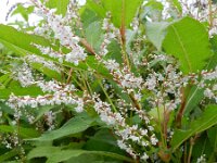 Persicaria wallichii 11, Afghaanse duizendknoop, Saxifraga-Rutger Barendse