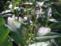 Persicaria wallichii 4, Afghaanse duizendknoop, Saxifraga-Rutger Barendse