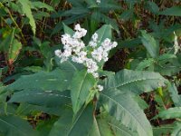 Persicaria wallichii 5, Afghaanse duizendknoop, Saxifraga-Rutger Barendse