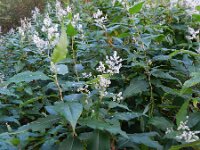Persicaria wallichii 6, Afghaanse duizendknoop, Saxifraga-Rutger Barendse