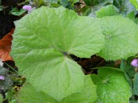 Petasites albus 10, Wit hoefblad, Saxifraga-Rutger Barendse