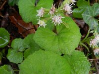 Petasites albus 12, Wit hoefblad, Saxifraga-Rutger Barendse