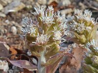 Petasites albus 13, Wit hoefblad, Saxifraga-Jeroen Willemsen