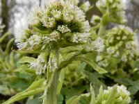 Petasites albus 15, Wit hoefblad, Saxifraga-Ed Stikvoort