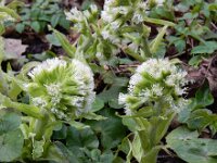 Petasites albus 17, Wit hoefblad, Saxifraga-Ed Stikvoort