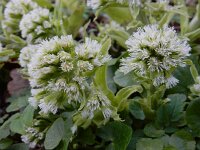 Petasites albus 20, Wit hoefblad, Saxifraga-Ed Stikvoort