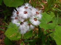 Petasites albus 21, Wit hoefblad, Saxifraga-Ed Stikvoort