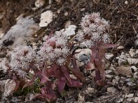 Petasites albus 23, Wit hoefblad, Saxifraga-Harry Jans
