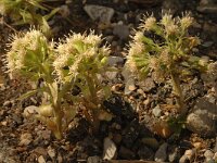 Petasites albus 3, Wit hoefblad, Saxifraga-Marijke Verhagen