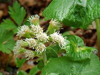 Petasites albus 4, Wit hoefblad, Saxifraga-Willem van Kruijsbergen