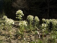 Petasites albus 5, Wit hoefblad, Saxifraga-Jan van der Straaten