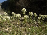 Petasites albus 6, Wit hoefblad, Saxifraga-Jan van der Straaten