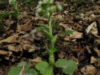 Petasites albus 9, Wit hoefblad, Saxifraga-Rutger Barendse