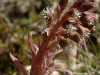 Petasites hybridus 10, Groot hoefblad, male, Saxifraga-Marijke Verhagen