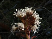 Petasites hybridus 11, Groot hoefblad, male, Saxifraga-Marijke Verhagen
