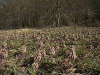 Petasites hybridus 18, Groot hoefblad, Saxifraga-Marijke Verhagen