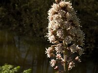 Petasites hybridus 23, Groot hoefblad, Saxifraga-Jan van der Straaten