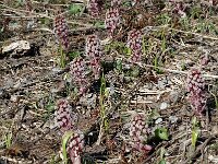 Petasites hybridus 3, Groot hoefblad, Saxifraga-Jan van der Straaten