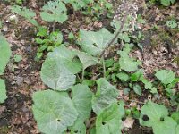 Petasites hybridus 37, Groot hoefblad, Saxifraga-Rutger Barendse