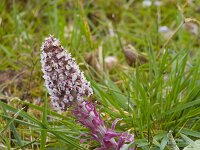 Petasites hybridus 43, Groot hoefblad, Saxifraga-Jan Nijendijk