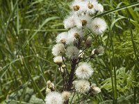 Petasites hybridus 7, Groot hoefblad, Saxifraga-Marijke Verhagen